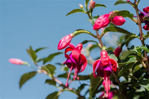 le fuchsia